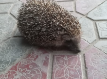 Kirpi